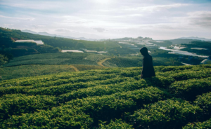 Tea Plantation